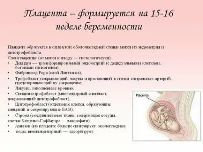 На каком сроке беременности формируется плацента