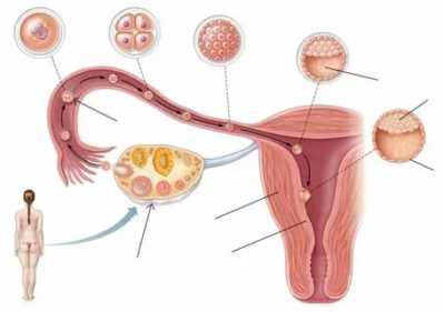Как происходит оплодотворение яйцеклетки у женщин