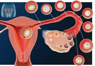 Сколько яйцеклеток в организме женщины