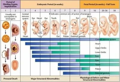 Сколько длится беременность в эмбриональных неделях