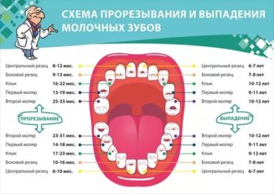 Когда выпадают жевательные зубы у детей