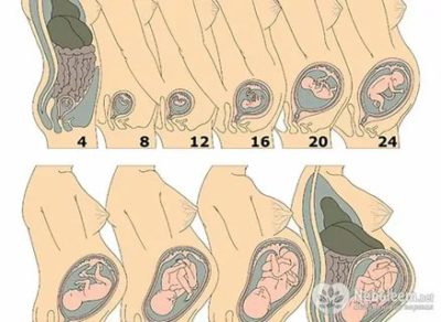 На каком сроке беременности начинает расти матка