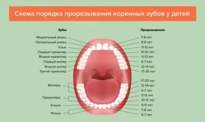Сколько зубов должно быть у ребенка в 6 лет