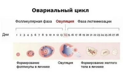 Как определить в каком яичнике происходит овуляция