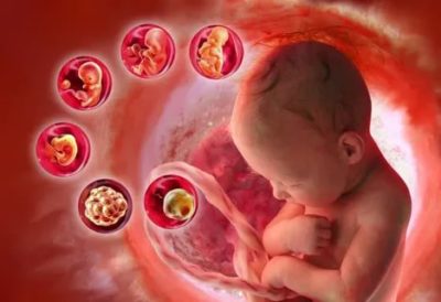 Как происходит зачатие и развитие плода