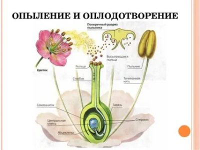 Что такое оплодотворение у цветка