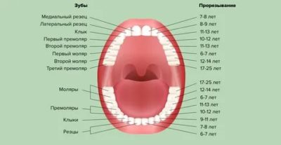 В каком возрасте появляются постоянные зубы