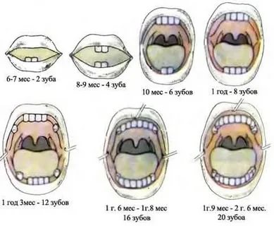 Сколько зубов должно быть у ребенка