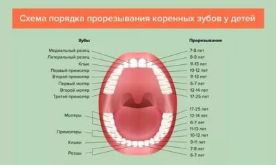 В каком возрасте у детей растут коренные зубы