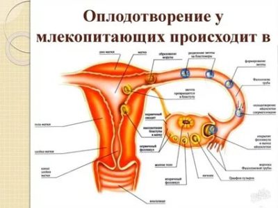 Как происходит оплодотворение у женщины