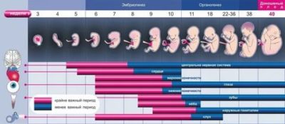 Сколько длится беременность с момента зачатия