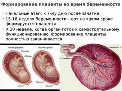 На каком сроке беременности формируется плацента